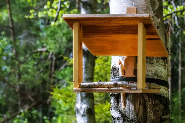 Vogelfutterhäuschen im Wald. — Stockfoto