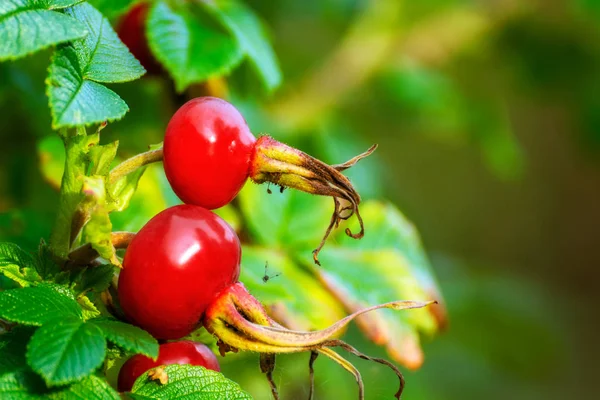 Yeşil Yapraklı Kırmızı Gül Kalçalı — Stok fotoğraf