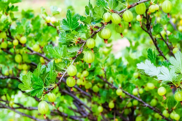 Groselhas Verdes Maduras Suculentas Penduradas Bush Cachos Fundo Das Folhas — Fotografia de Stock