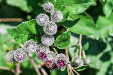 Yeşil yaprağın arkaplanındaki dikenlerin görüntüsü.
