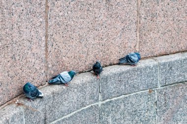 Saint Petersburg 'daki granit setin basamaklarında dört güvercin oturuyor..