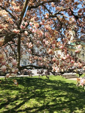 Bahar şehri manzarası. Macaristan 'ın Szeged şehrinin caddesinde çiçek açan elma ağaçları.