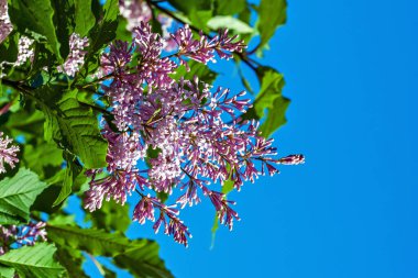 Parlak mavi gökyüzüne karşı mor leylak çiçekler ve parlak güneşli bir günde yeşil yapraklar..