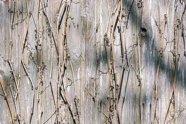 Wall Surface Old Wooden Boards Stems Dry Plants Use Abstract — Stock Photo, Image