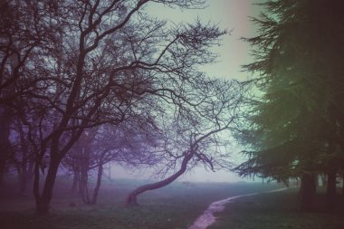 Bahar ormandaki mistik manzara