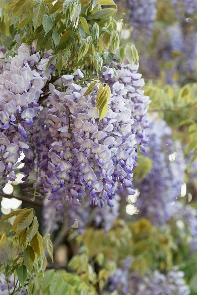 Chinese wisteria, branch with white violet flowers, close up. Classic Wisteria plant in pea family