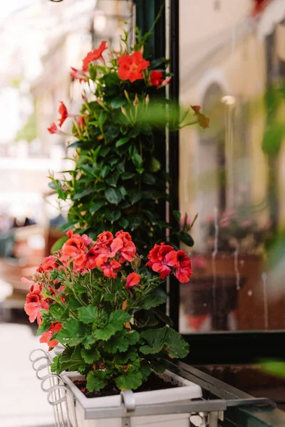 Fiori rossi vivaci in vasi bianchi per strada. Bellissimi fiori freschi con petali fragili — Foto Stock