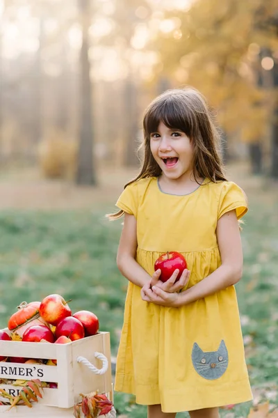 秋天，孩子们在农场里摘苹果。 小女孩在苹果园里玩耍。 健康的营养。 可爱的小孩吃着鲜红美味的水果. 收获概念. — 图库照片