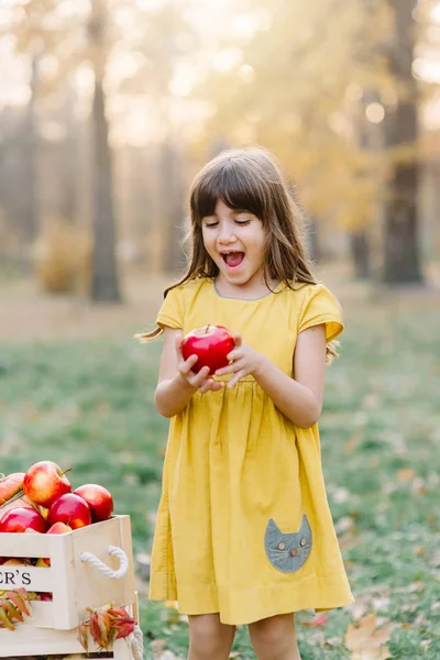 秋天，孩子们在农场里摘苹果。小女孩在苹果园里玩耍。健康的营养。可爱的小女孩吃着鲜红可口的苹果.收获概念。苹果采摘. — 图库照片