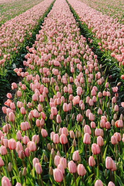 A magical landscape with sunrise over tulip field in the Netherlands