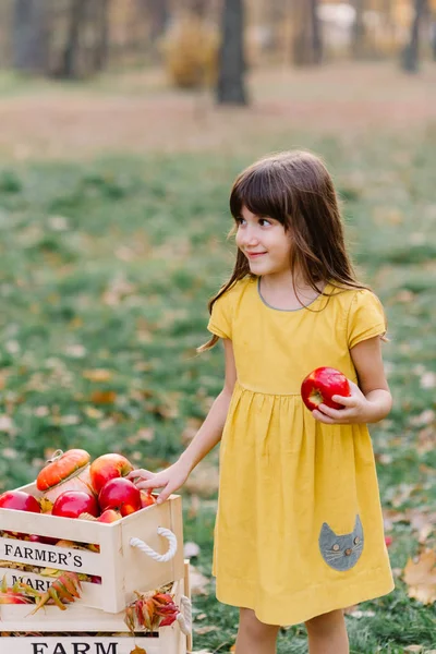 孩子在秋天在农场摘苹果。小女孩在苹果园玩耍。健康营养. — 图库照片