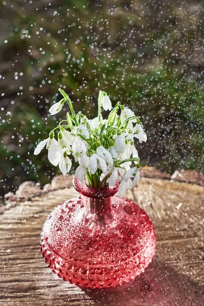 Primeras Flores Primavera Galanthus Nivalis Felicitaciones Por Día Madre Día — Foto de Stock