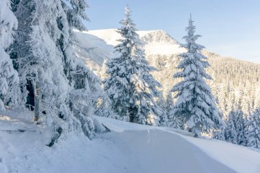 Carpathian Dağı. Muhteşem kış manzarası. Noel zamanı. Ukrayna, Avrupa