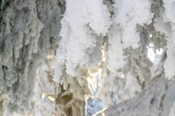 Karpacka Góra Majestatyczny Zimowy Krajobraz Boże Narodzenie Ukraina Europa — Zdjęcie stockowe