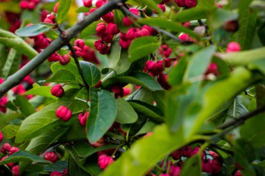 böğürtlen, yeşillik, doğa, dallar, kırmızı, yeşil, gül, bahar