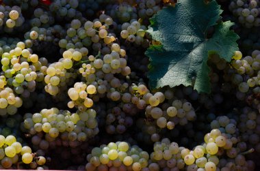 Nehir Vadisi 'ndeki Üzüm Hasadı 