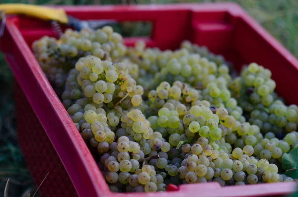 Sklizeň Hroznů Vinobraní Údolí Řeky — Stock fotografie