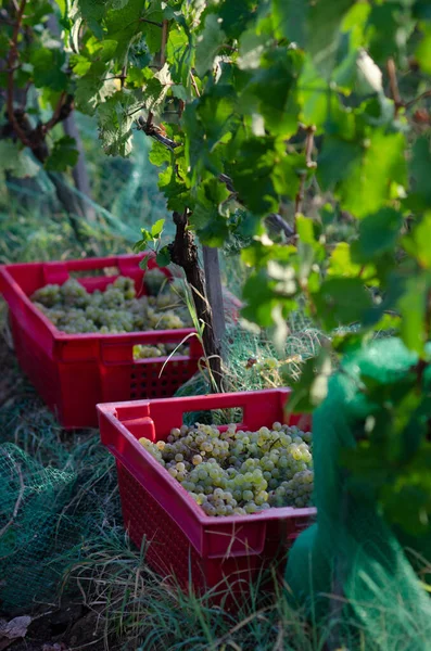 Sklizeň Hroznů Vinobraní Údolí Řeky — Stock fotografie