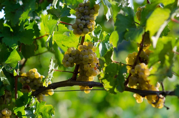 Grape Harvest Vintage Valley River — Stock Photo, Image