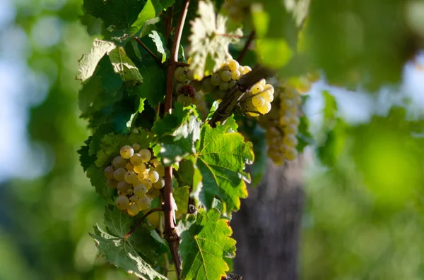 Grape Harvest Vintage Valley River — Stock Photo, Image