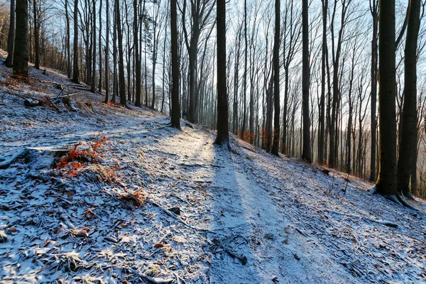 La mañana de invierno en el bosque en las montañas Tatras — Foto de Stock