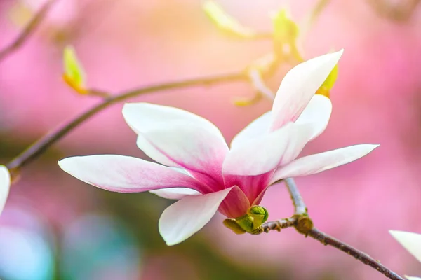 Florecimiento de magnolia flores blancas en efecto hipster . —  Fotos de Stock