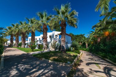 Yunanistan 'ın Girit kentindeki palmiye ağaçlarının manzarası çok güzel.