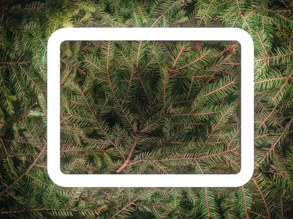 スプルースの枝で作られた創造的な蛍光色のレイアウト — ストック写真