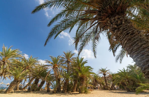 Girit 'in doğu tarafındaki güzel Vai Palm plajında palmiyeler