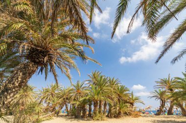 Girit 'in doğu tarafındaki güzel Vai Palm plajında palmiyeler