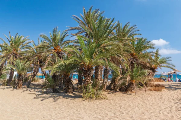 Palmeras en la hermosa playa de palmeras Vai en la parte oriental de Creta — Foto de Stock