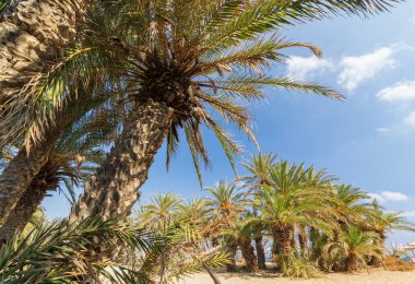 Girit 'in doğu tarafındaki güzel Vai Palm plajında palmiyeler