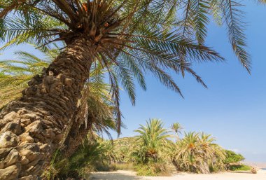 Girit 'in doğu tarafındaki güzel Vai Palm plajında palmiyeler
