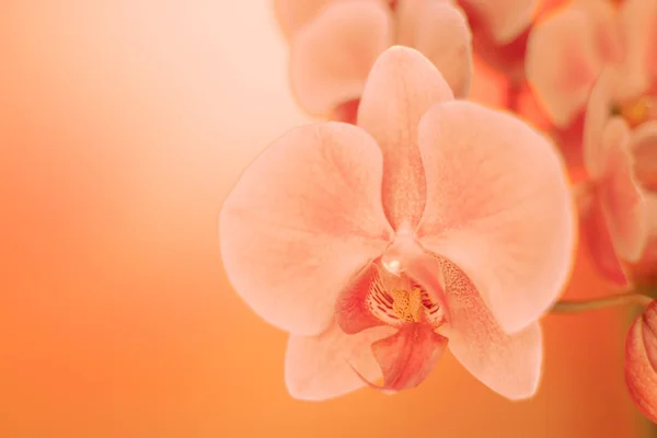 Gros Plan Doux Fleur Orchidée Foyer Dans Lumière Néon Espace — Photo