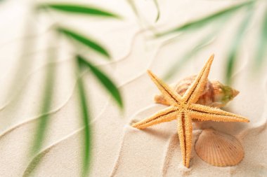 Seastar kabuğu ile yumuşak odaklı yaz plajı ve bulanık Palm, tatil ve seyahat konsepti, düz açılı fotokopi alanı, minimum egzotik konsept. Kum dalgalarının yaratıcı düzeni.