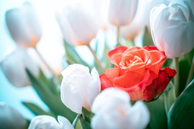 Beyaz laleler ve kırmızı gül. Bireysellik kavramı. Yumuşak odak.