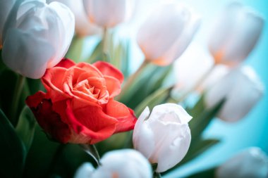 Beyaz laleler ve kırmızı gül. Bireysellik kavramı. Yumuşak odak.