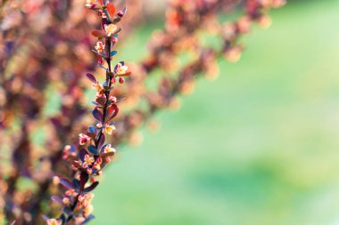 bahar çiçekleri arka planı. Bahar çiçekleri ağacının bulanık arkaplanı. Seçici odaklanma. Tonu ayarlanmış resim, kopyalama alanı.