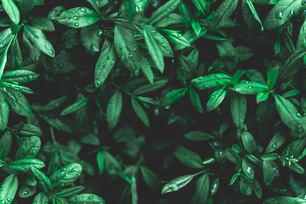 Natur Hintergrundmuster Konzept. Regenwasser tropft auf grüne Blätter. Kreative Gestaltung der grünen Blätter. Flache Lageansicht Kopierraum. — Stockfoto