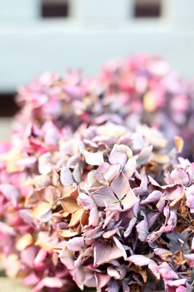 Grey, pink and lilac dried hydrangea head — Stock Photo, Image