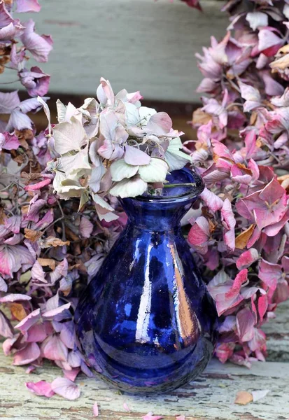 Šedé, růžové a lila sušené hortenzie s modrá skleněná váza — Stock fotografie