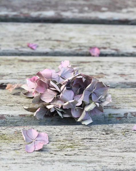 Grey, pink and lilac dried hydrangea head — Stock Photo, Image