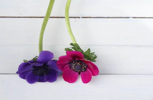 Eenvoudige samenstelling van twee anemone bloemen — Stockfoto