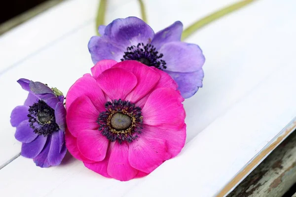 Simple bouquet of anemones — Stock Photo, Image