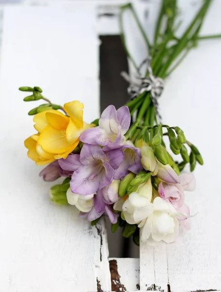 フリージアの花束総手植え — ストック写真