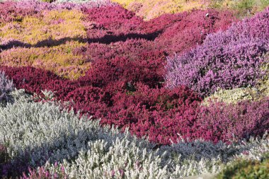 Heathers stong güneş ışığı ve gölgeler, under 