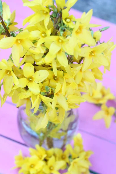 Jar of forysythia — Stock Photo, Image