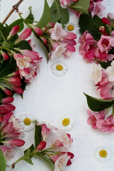 Pěkný rám květu a sedmikrásky — Stock fotografie