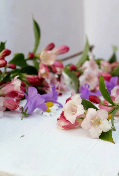 Frühlingsblumen, Blüten, Gänseblümchen und Blauglocken — Stockfoto