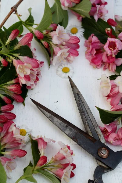 Flor de primavera cortada — Fotografia de Stock